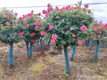 2026年具有发展前景的绿化苗木树种有哪些？ - 良天资讯