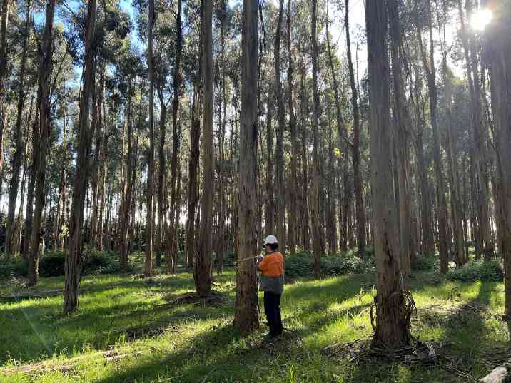 从原生林到人工林：昆士兰州用研发基金撬动可持续木材产业未来 - 良天资讯