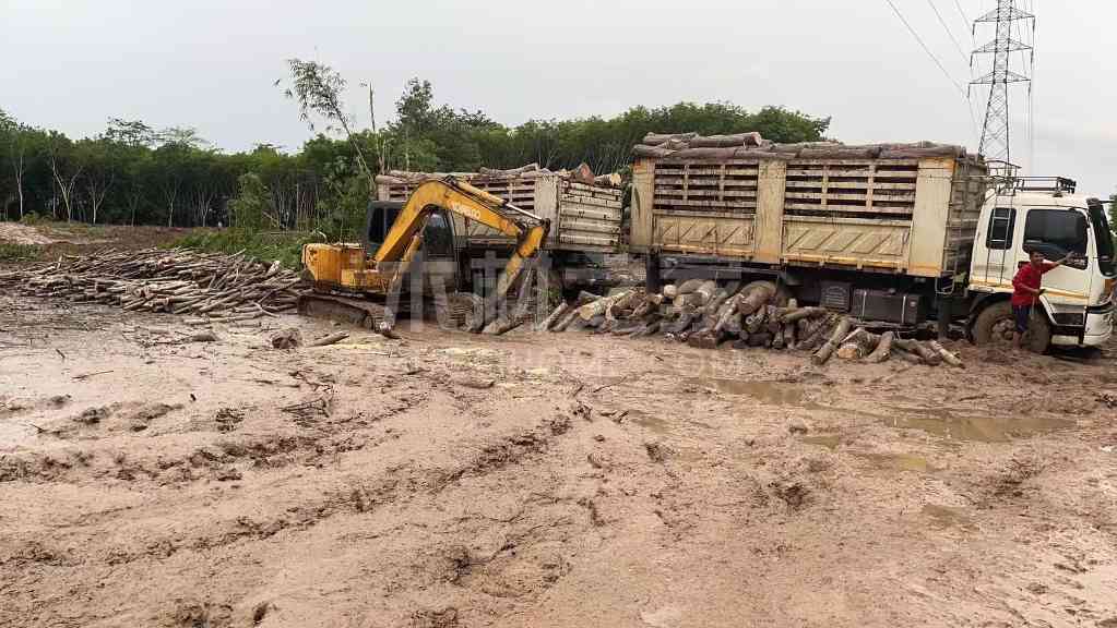 橡胶木进口刚反弹就遇“急刹车”？行业人士：市场增速或将放缓(图3)