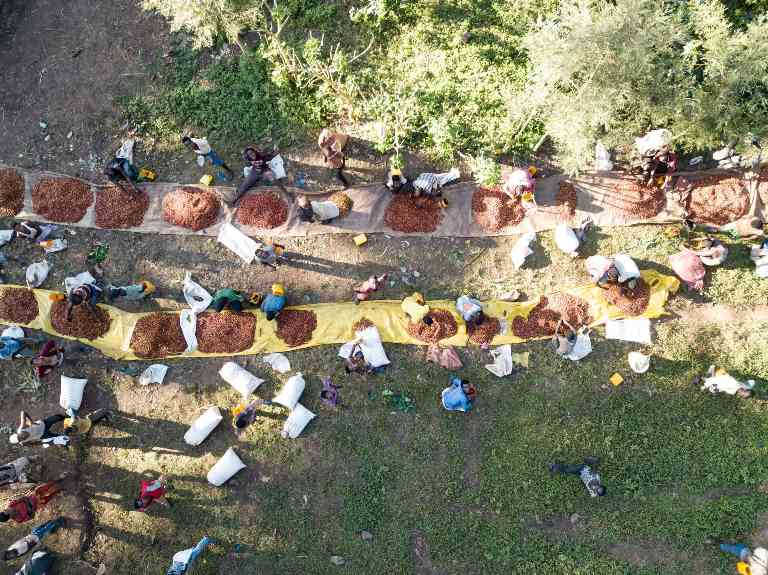 拉瓦萨呼吁推迟 EUDR 实施：咖啡行业直面政策冲击与供应链挑战 - 良天资讯