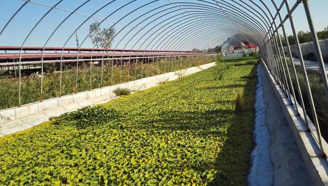 张克强：畜禽粪污 何去何从？