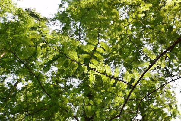 晶科Tiger Neo 3.0 答网友问③ - 良天资讯