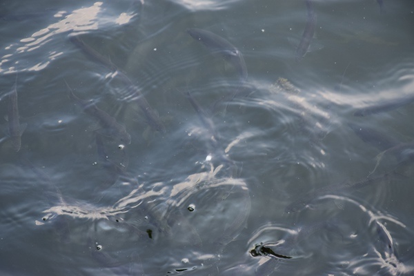 当涂县污水处理技改项目中标 技术产品化助