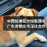 深化产业合作 共促湾区发展(图4)