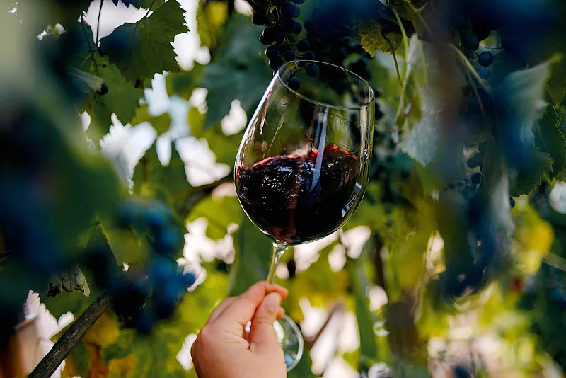 从赔钱货到“液体黄金”：中国葡萄酒产区用二十年的孤勇酿出世界级风味