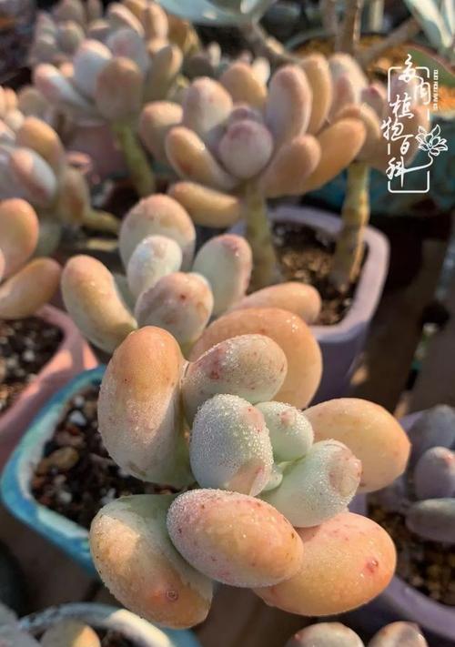 墨西哥兔饲养方法全解析，科学养殖提升效益(图3)