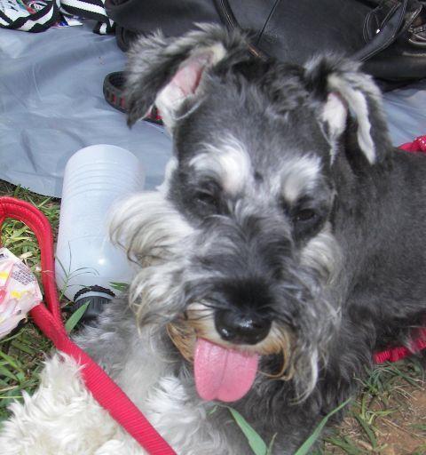 宠物服务平台价格低廉的深层原因与运营策略解析 - 良天资讯