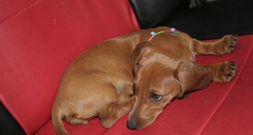 宠物服务平台价格低廉的深层原因与运营策略解析(图2)